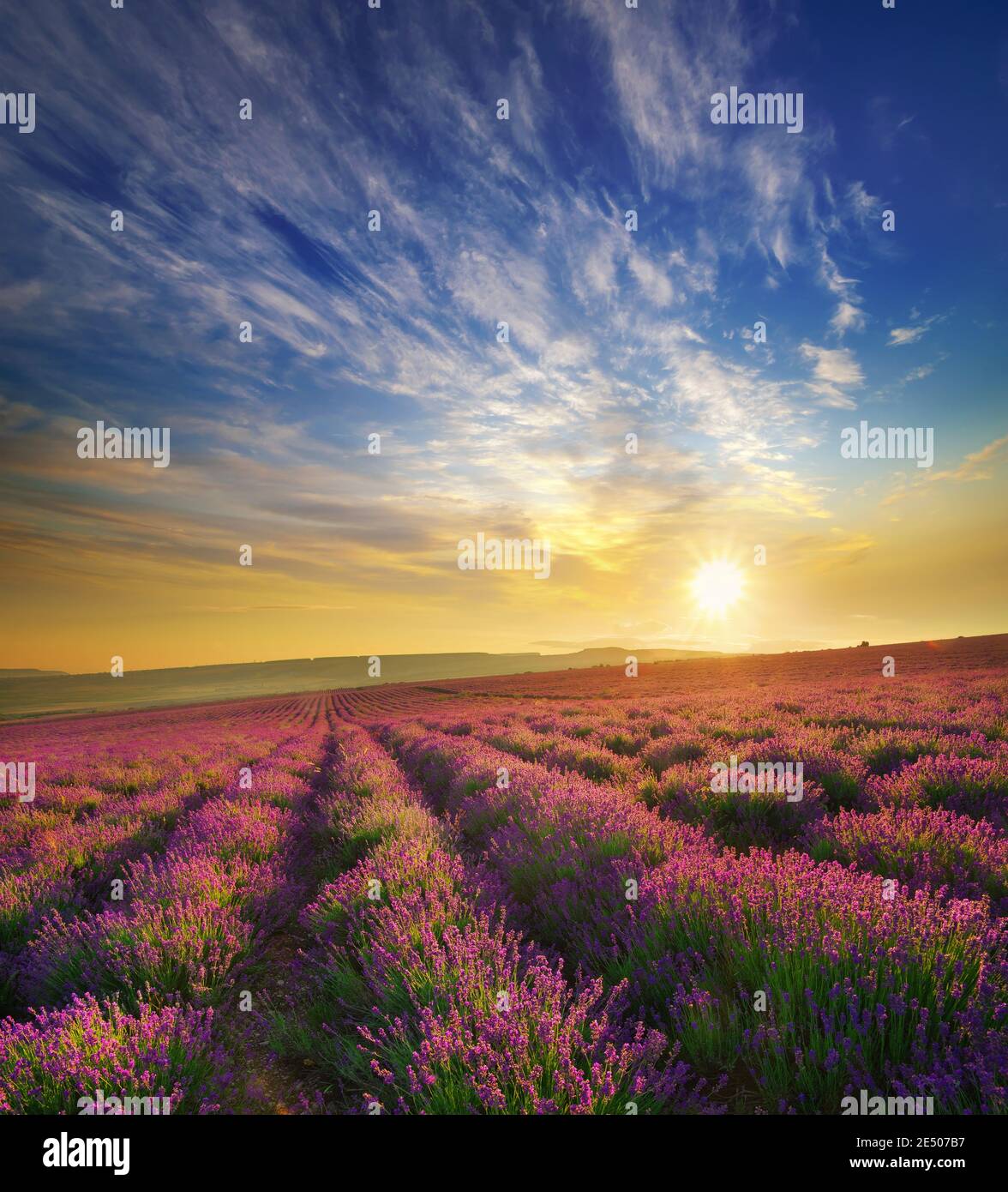 Schöner Sonnenuntergang auf dem Lavendelfeld. Naturzusammensetzung Stockfoto