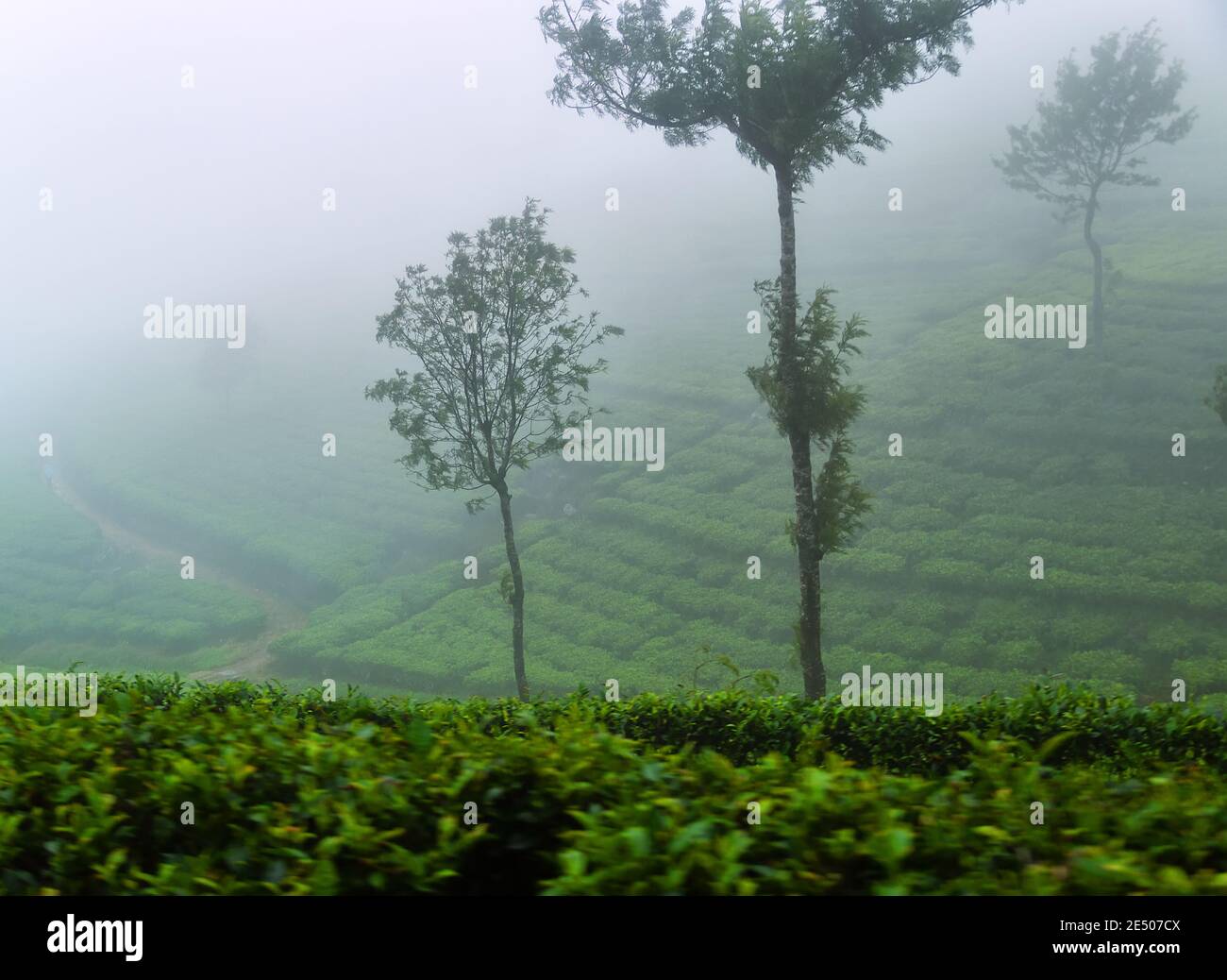 Ausgezeichnete gepflegte Ceylon Tee (orange pekoe in Camellia sinensis) Plantagen im Winter (nebliges Wetter). Plantage ist von Überresten umgeben Stockfoto