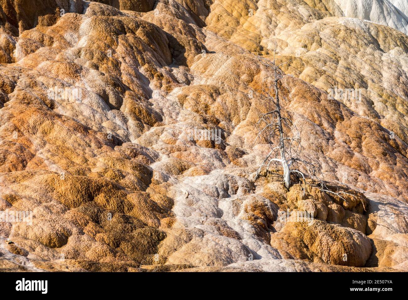 Toter Baum im Fluss gefangen, Mammoth Hot Springs, Yellowstone National Park, Wyoming, USA Stockfoto