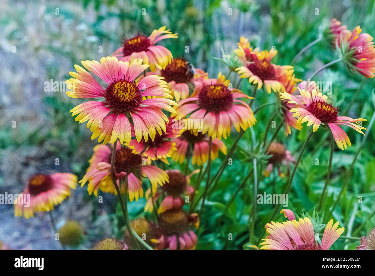 Gaillardia Blüten, mehrjährige Wildblumen mit gelben oder rötlichen Blütenblättern Stockfoto