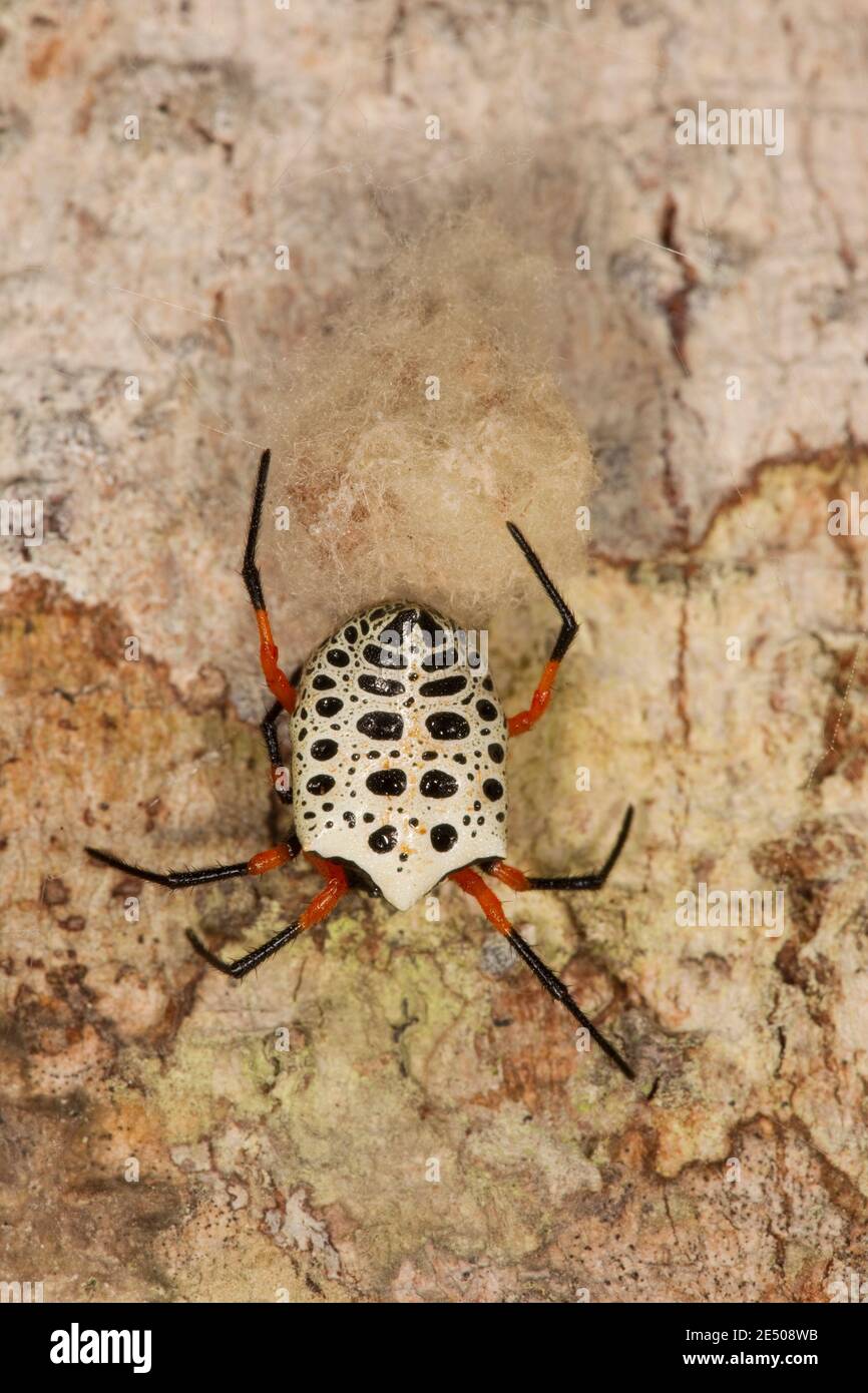 Nicht identifizierte Spinne Weibchen mit Eiersack. Stockfoto