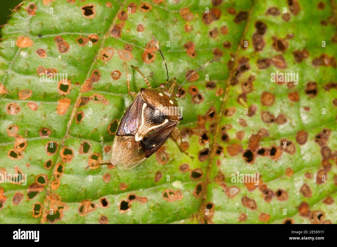 Nicht Identifizierter Stinkfehler, Pentatomidae. Stockfoto