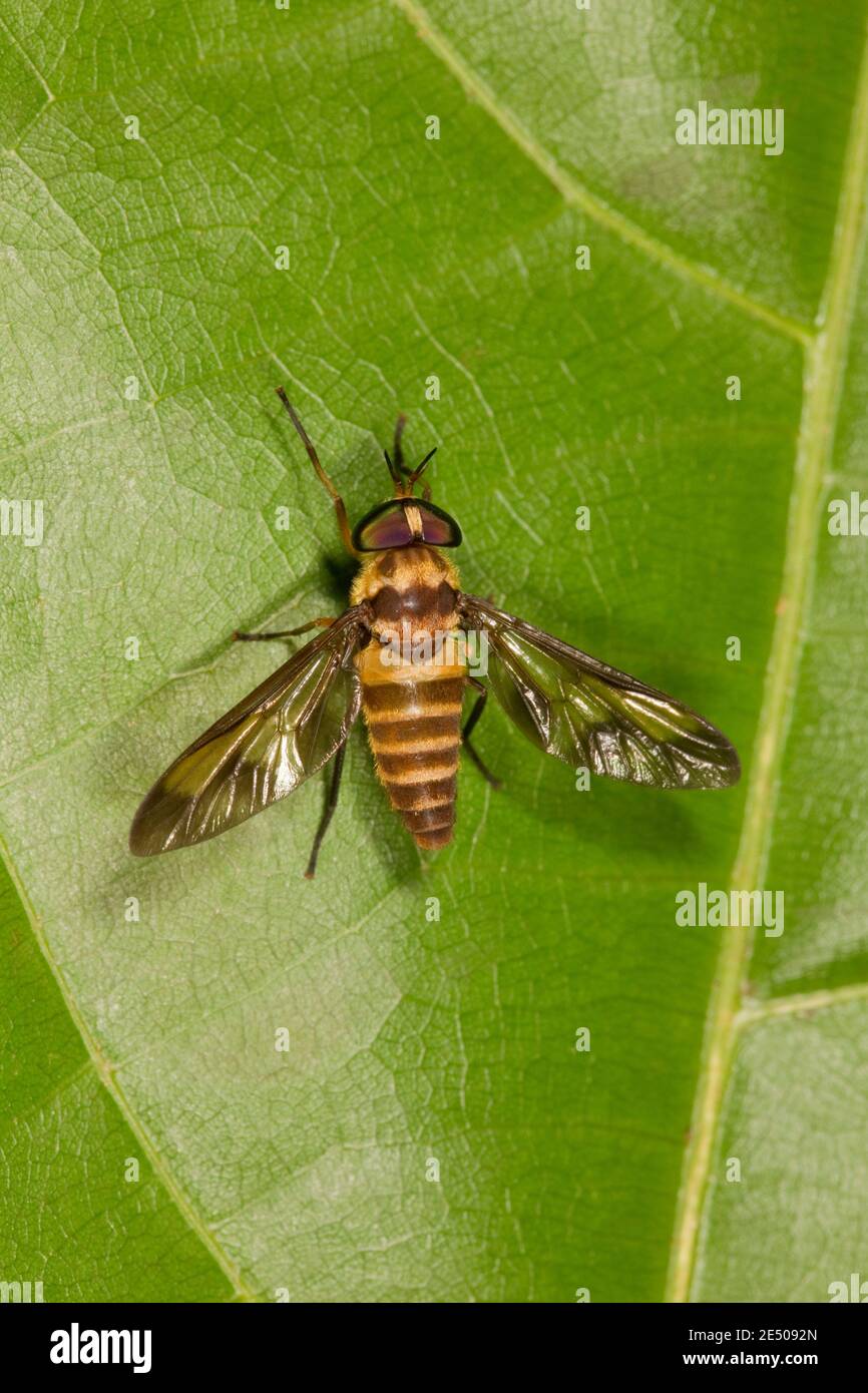 Nicht Identifizierte Hirschfliegen, Tabanidae. Stockfoto