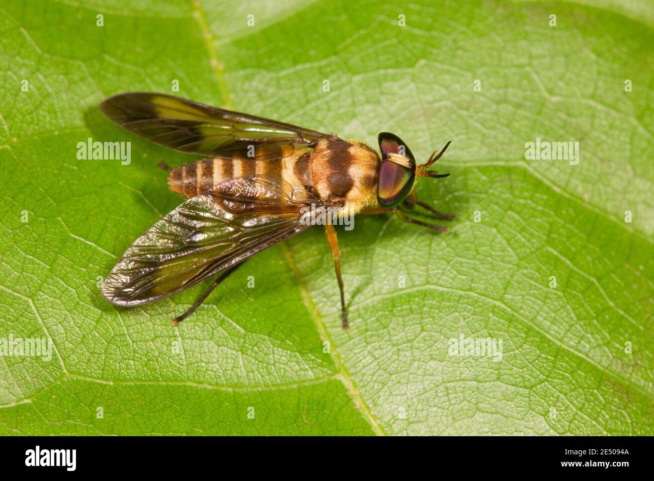 Nicht Identifizierte Hirschfliegen, Tabanidae. Stockfoto
