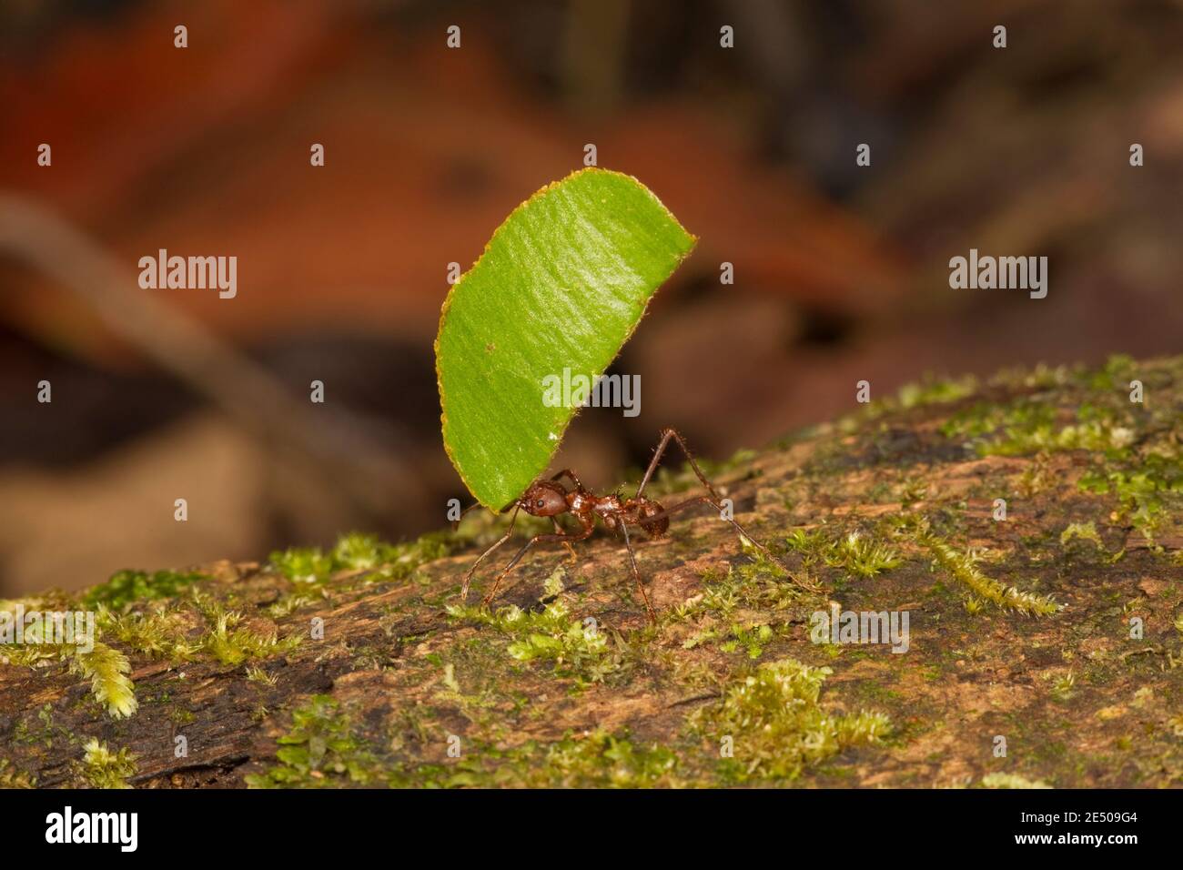 Nicht identifizierte Blattkutter-Ameise, Formicidae. Stockfoto