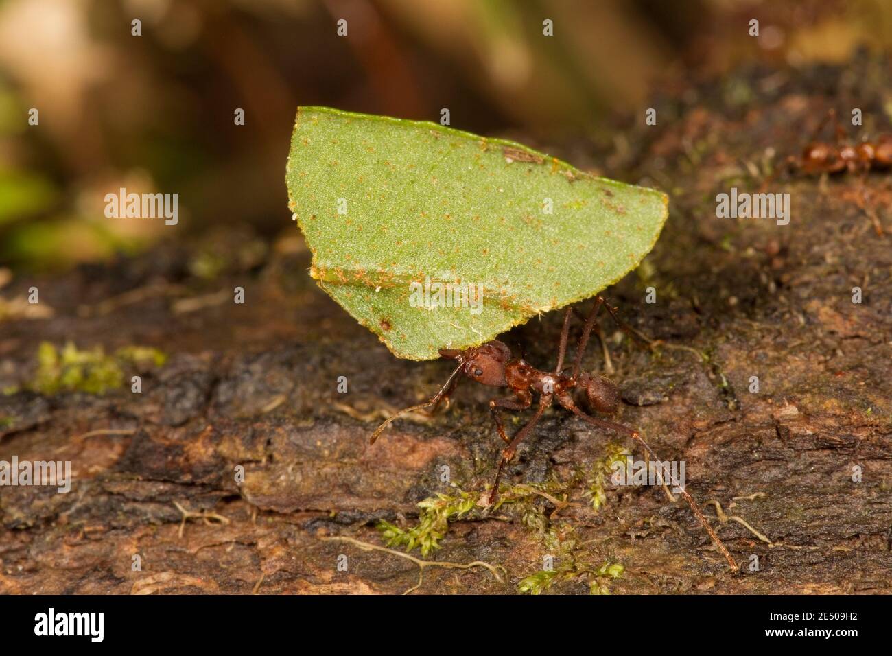 Nicht identifizierte Blattkutter-Ameise, Formicidae. Stockfoto