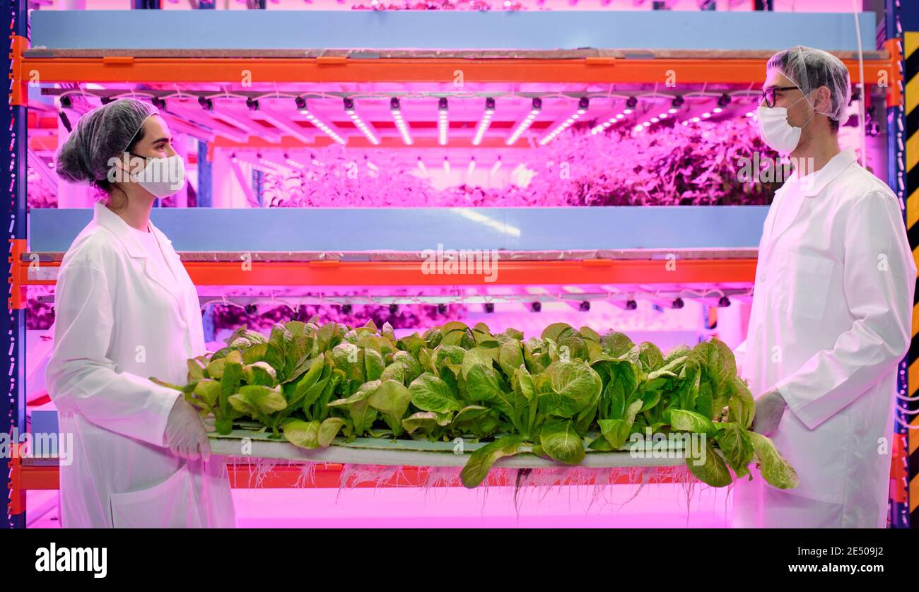 Arbeiter mit Gesichtsmaske auf Aquaponic Farm, nachhaltiges Geschäft und Coronavirus. Stockfoto