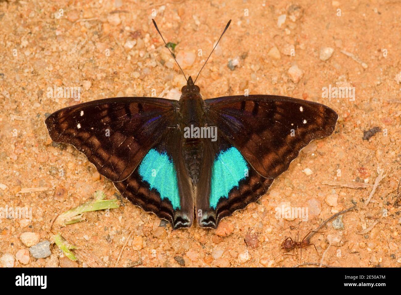 Cyan Emperor Butterfly, Doxocopa cyane, Nymphalidae. Rückenansicht. Stockfoto