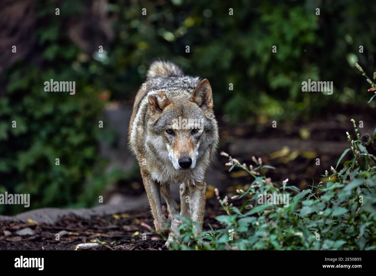 Porträt eines grauen Wolfes Canis Lupus, ein Nahaufnahme-Foto eines Raubtieres. Stockfoto