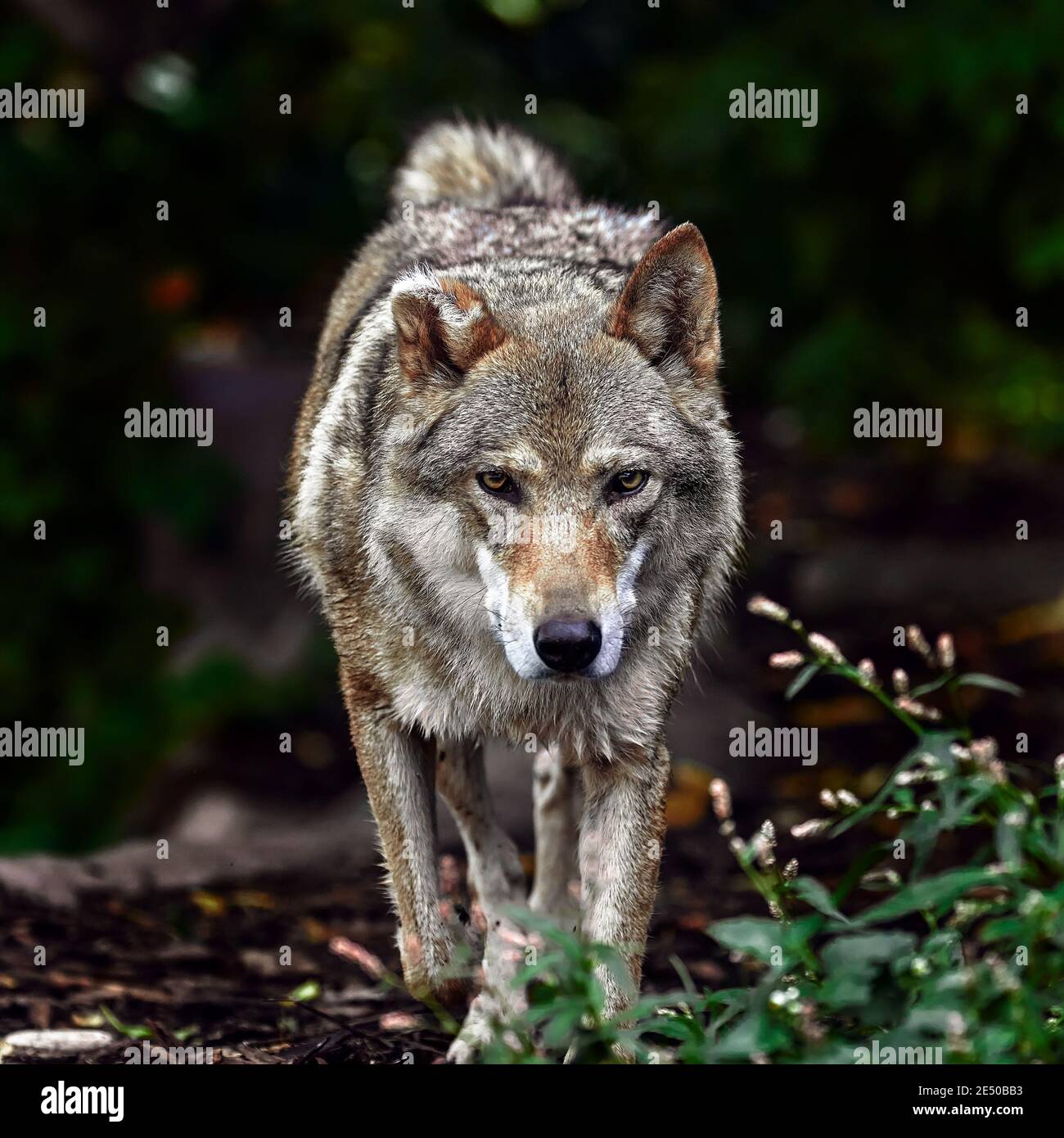 Porträt eines grauen Wolfes Canis Lupus, ein Nahaufnahme-Foto eines Raubtieres. Stockfoto