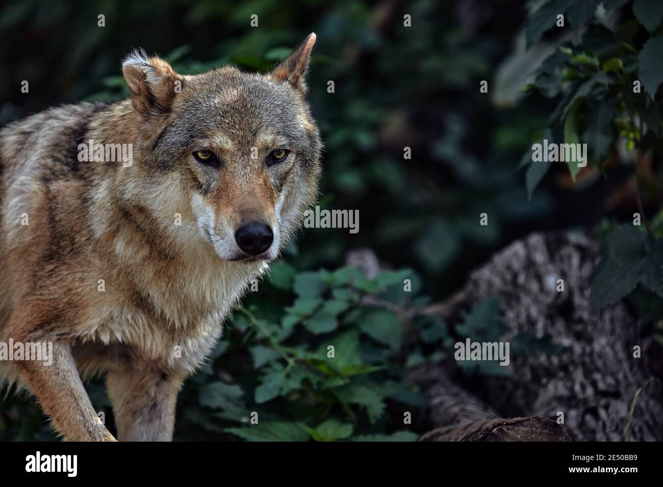 Porträt eines grauen Wolfes Canis Lupus, ein Nahaufnahme-Foto eines Raubtieres. Stockfoto