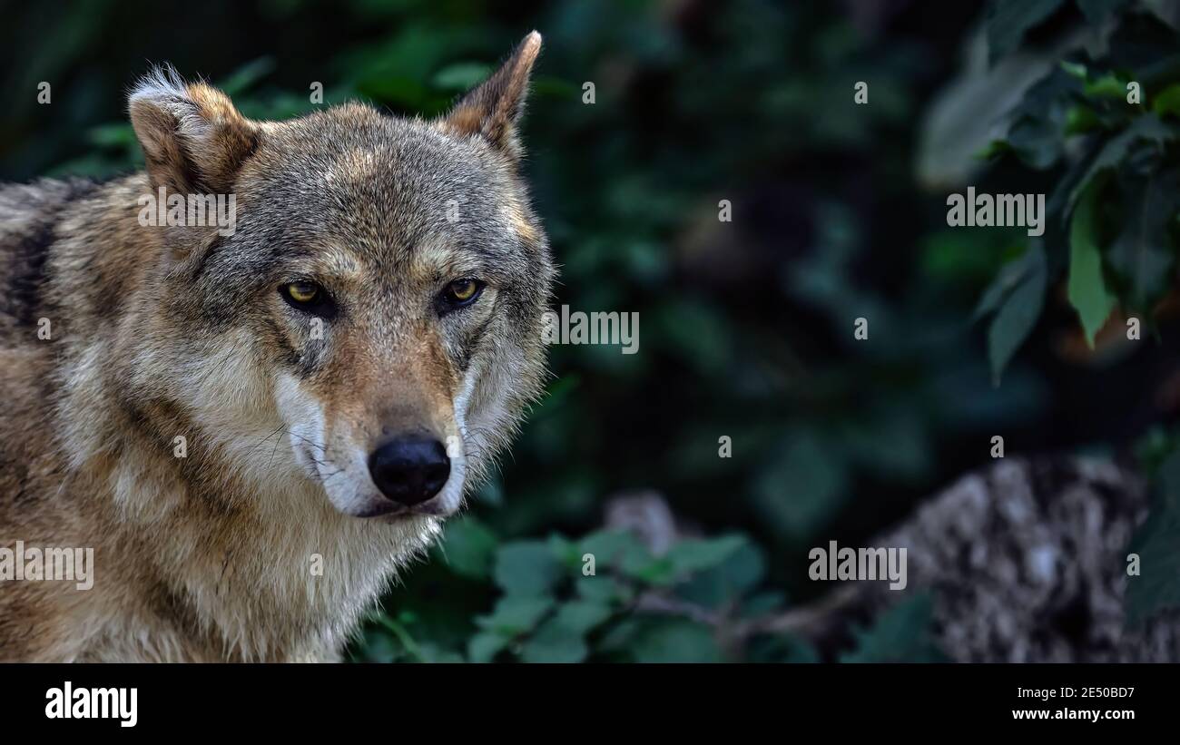 Porträt eines grauen Wolfes Canis Lupus, ein Nahaufnahme-Foto eines Raubtieres. Stockfoto