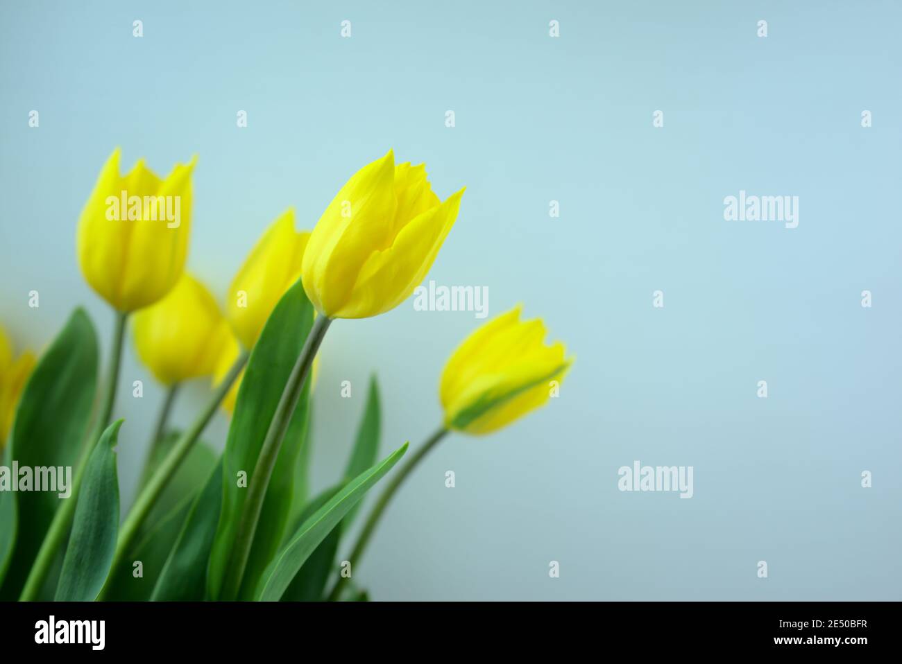 Gelbe Blüten Tulpen Blumen mit hellblauer Farbe Hintergrund. Stockfoto