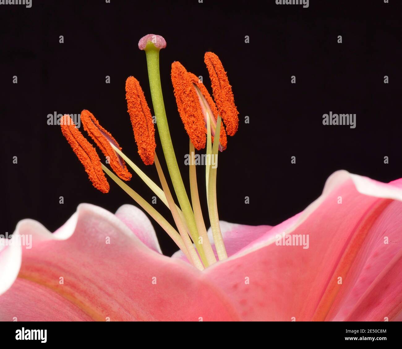 Blumenarrangement aus US Oil via Brown's Flowers, Tacoma Stockfoto