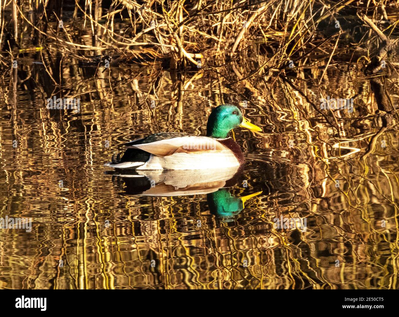 Mallard Duck drake (Anas platyrhynchos) am Fluss Almond, West Lothian, Schottland, Großbritannien. Stockfoto