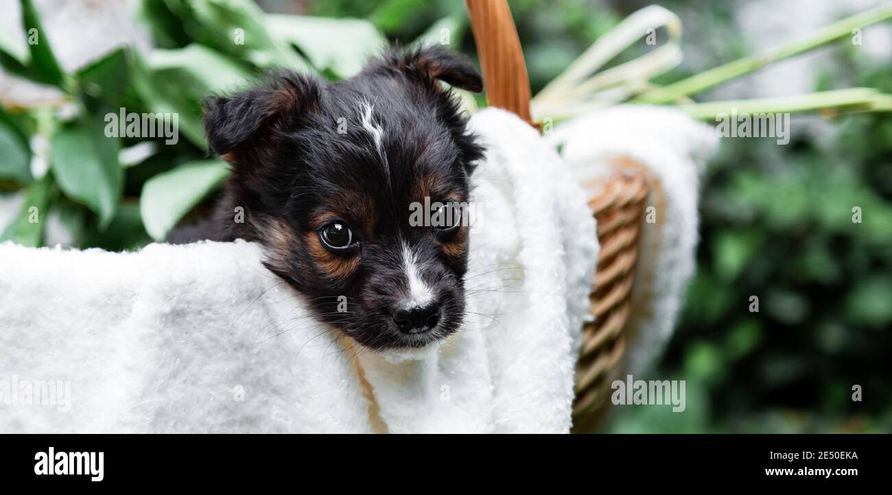 Happy schwarz Welpen Porträt sitzt in Korb auf weißen Wand Hintergrund. Fröhlicher Hundedusch mit Blumenstrauß draußen im Sommer. Speicherplatz kopieren. Lange Bahn Stockfoto