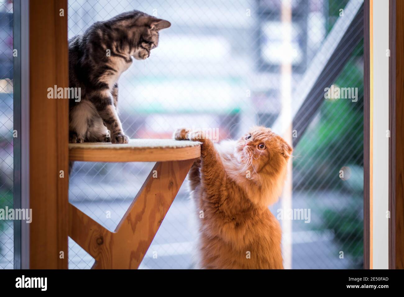 Nahaufnahme einer tabby Katze, die mit einem roten spielt persisches vor einem großen Fenster Stockfoto