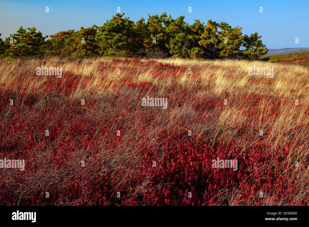 Moosic Mountain in Lackawanna County, Pennsylvania umfasst 15,000 Hektar bewaldeten Appalachian Ridgetop und Heide barrens. Die Heide barrens cont Stockfoto