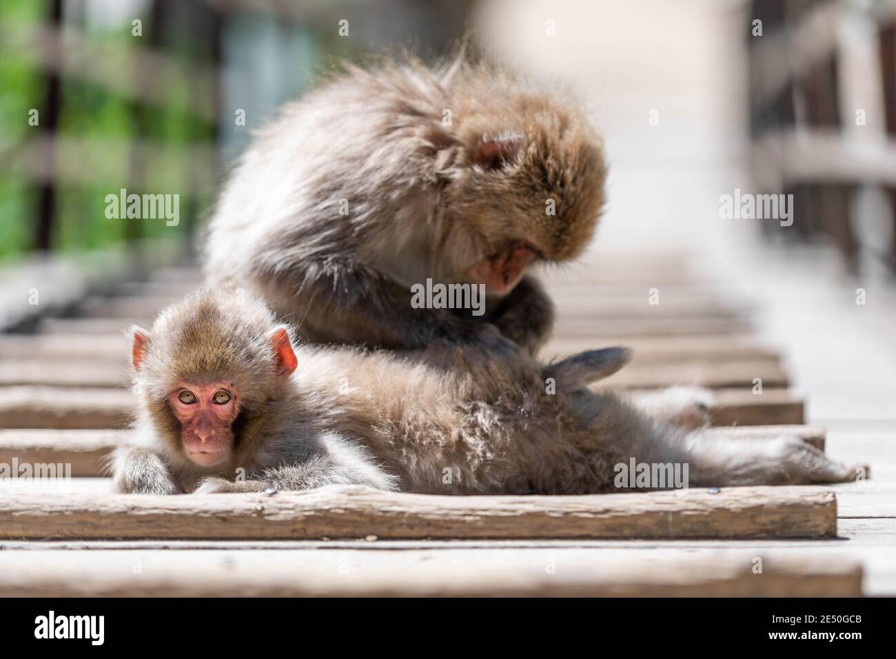 Nahaufnahme von zwei japanischen Makaken, die sich auf einem hölzernen Laufsteg vor einem Bokeh-Hintergrund pflegen Stockfoto