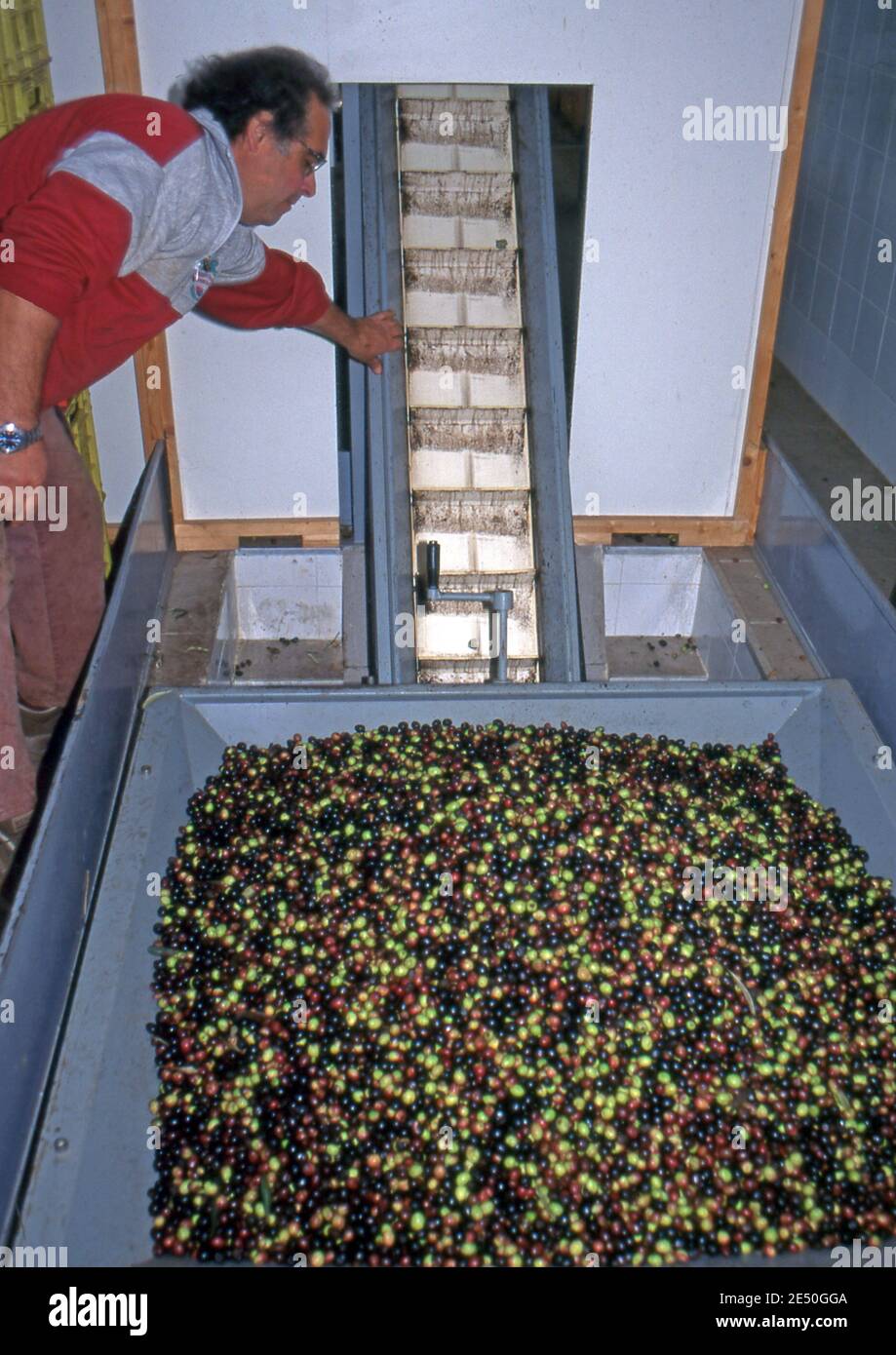 Produktion von nativem Olivenöl extra in Sardinien (gescannt von Farblider) Stockfoto