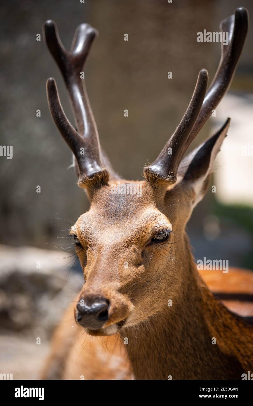 Nahaufnahme eines wilden männlichen Hirsches, der vor einem Bokeh-Hintergrund auf die Kamera zurückblickt Stockfoto