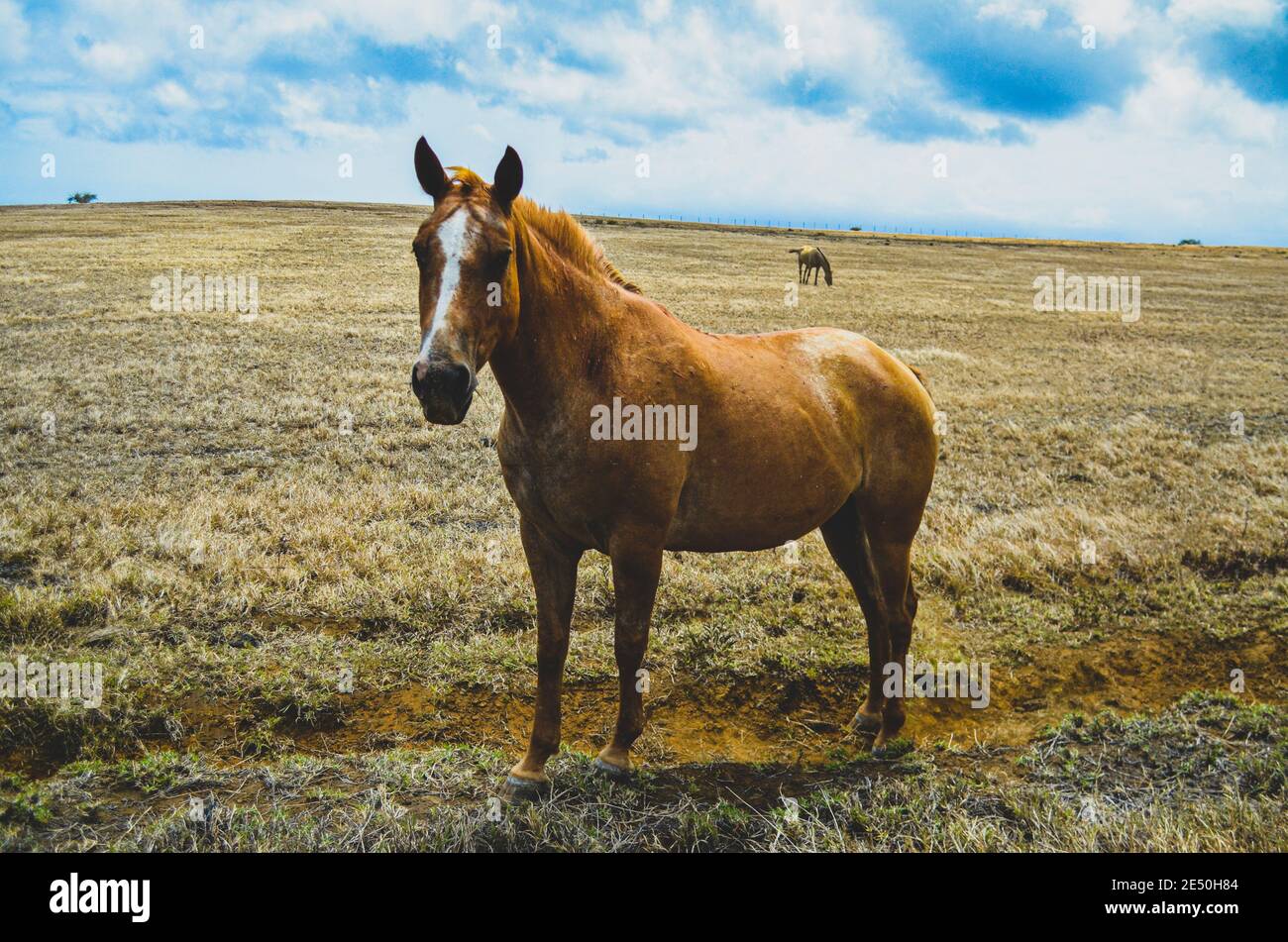 Pferd in einem trockenen Grasfeld auf dem südlichsten Teil von Mauna Loa, der Big Island von Hawaii. Stockfoto