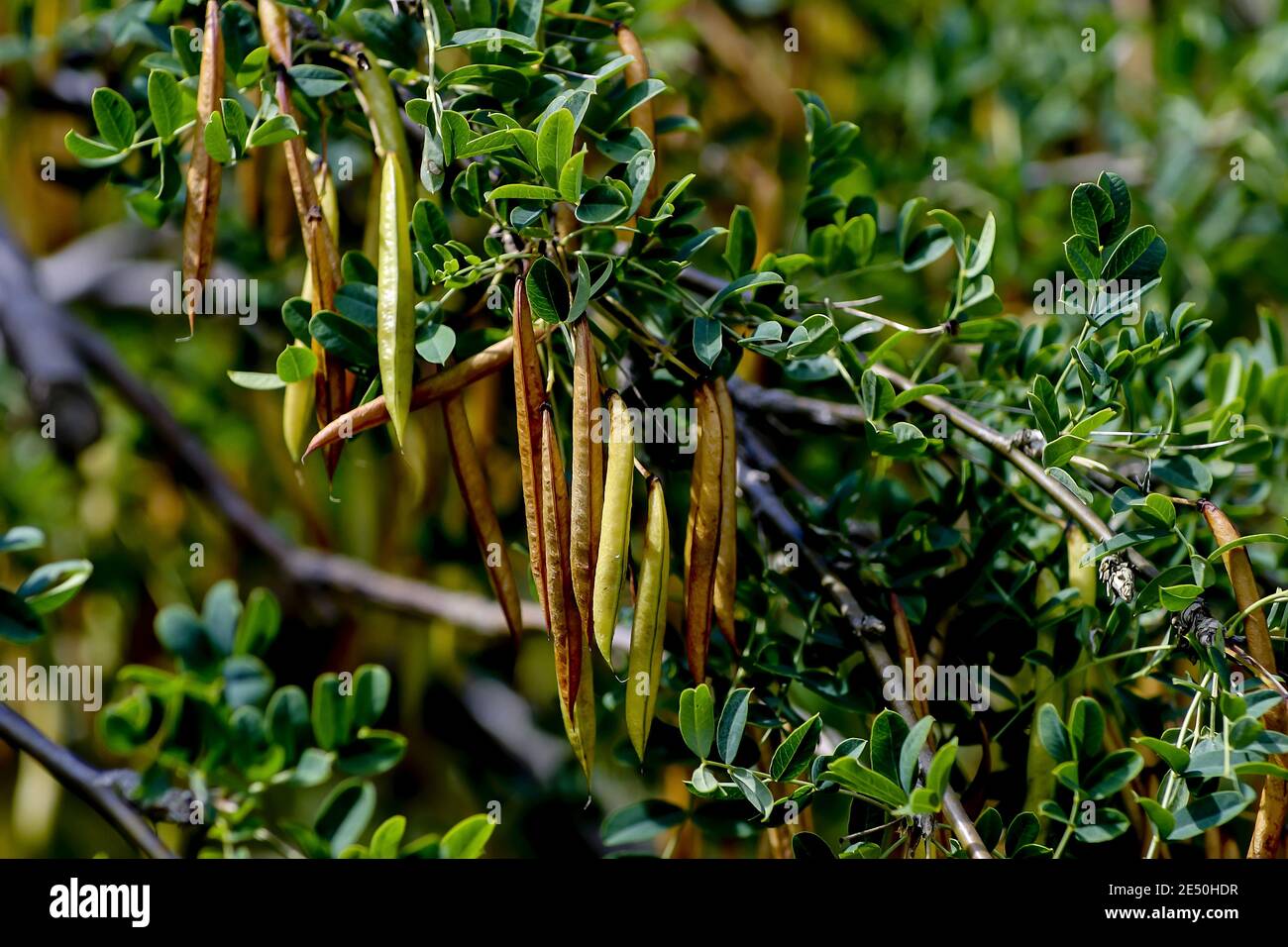 Früchte des gemeinen Pfirsichs im Sommer, sibirischer Pfirsichstrauch, Caragana arborescens, Bayern, Deutschland Stockfoto