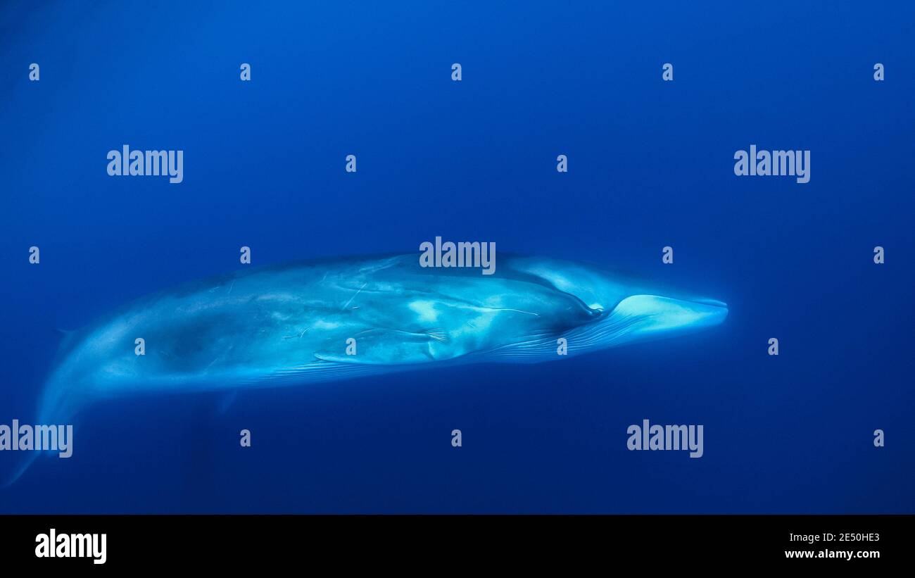Finnwal, Balaenoptera physalus, gefährdete Arten, Pico Island, Azoren, Portugal, Atlantischer Ozean Stockfoto