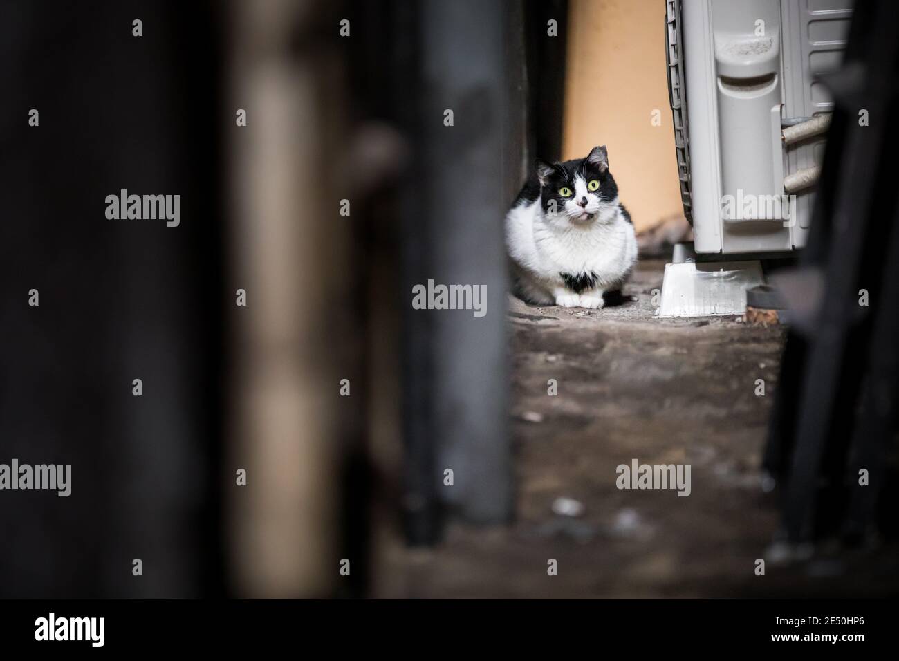 Nahaufnahme einer streunenden Katze, die im Dunkeln sitzt Backalley und starrte auf die Kamera Stockfoto