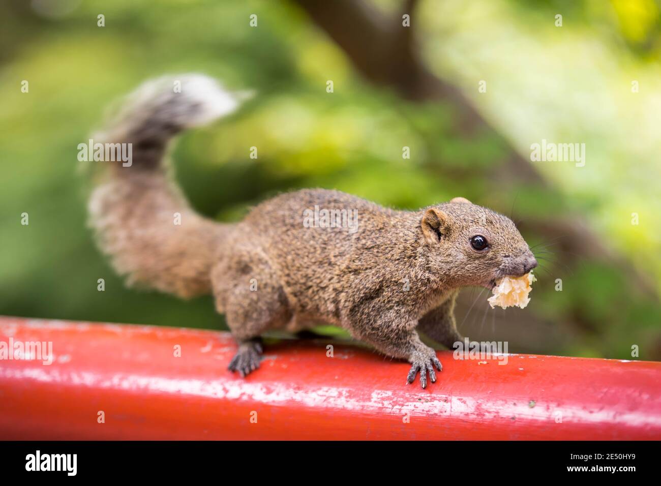 Nahaufnahme eines grauen Eichhörnchens, das einen Bissen Brot in seinem Mund hält und auf einem roten Holzpfahl vor einem leuchtend grünen Bokeh-Hintergrund steht Stockfoto
