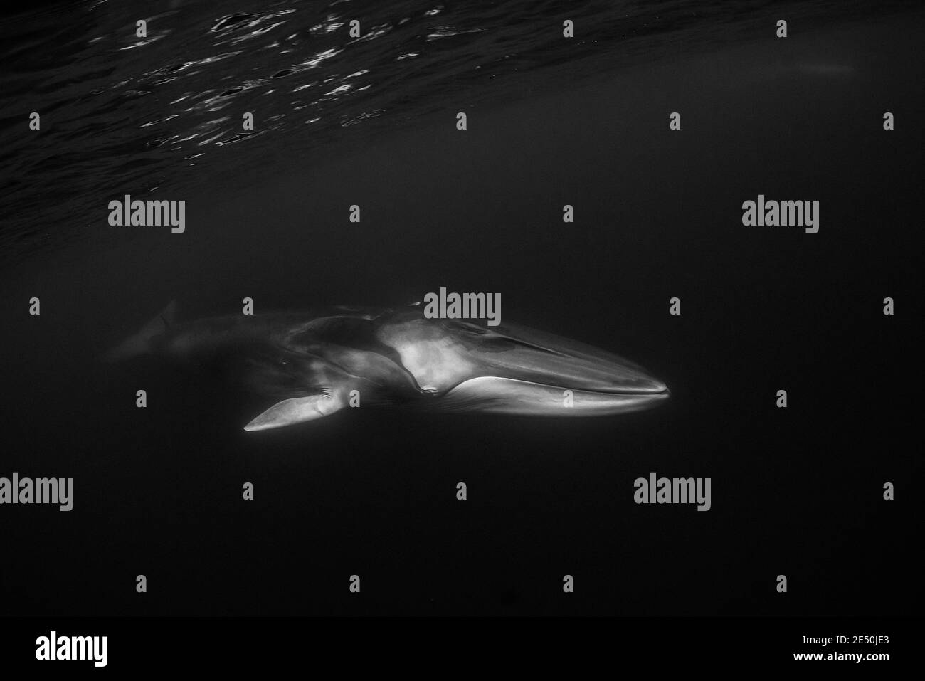 Finnwal, Balaenoptera physalus, gefährdete Arten, Pico Island, Azoren, Portugal, Atlantischer Ozean Stockfoto