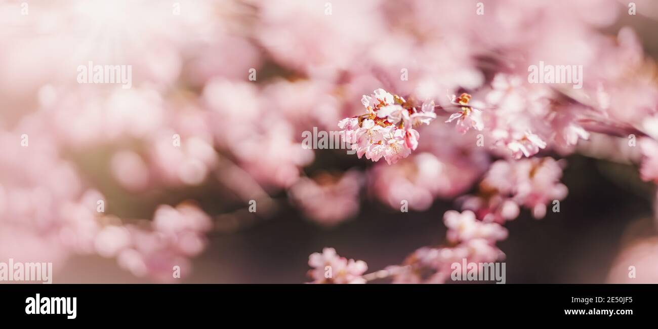 Nahaufnahme verschwommene Sakura-Baumzweige mit schönen rosa Blüten. Stockfoto