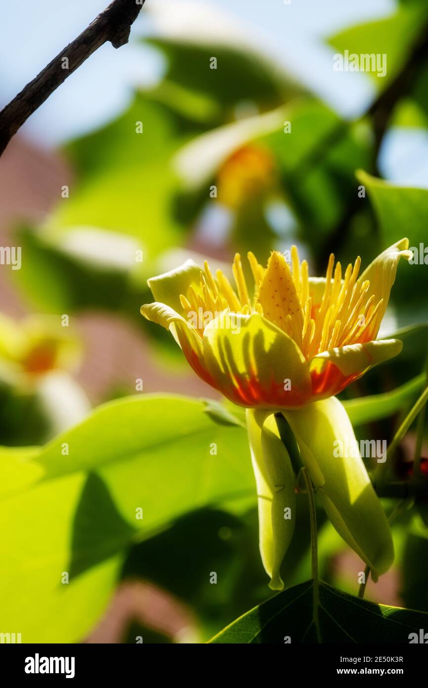 Goldene Blütenblüte und grüne Blätter von Liriodendron tulipifera schöner Zierbaum, amerikanischer Tulpenbaum, Tulpenbaum, Tulpenpappel, Weißholz, Stockfoto