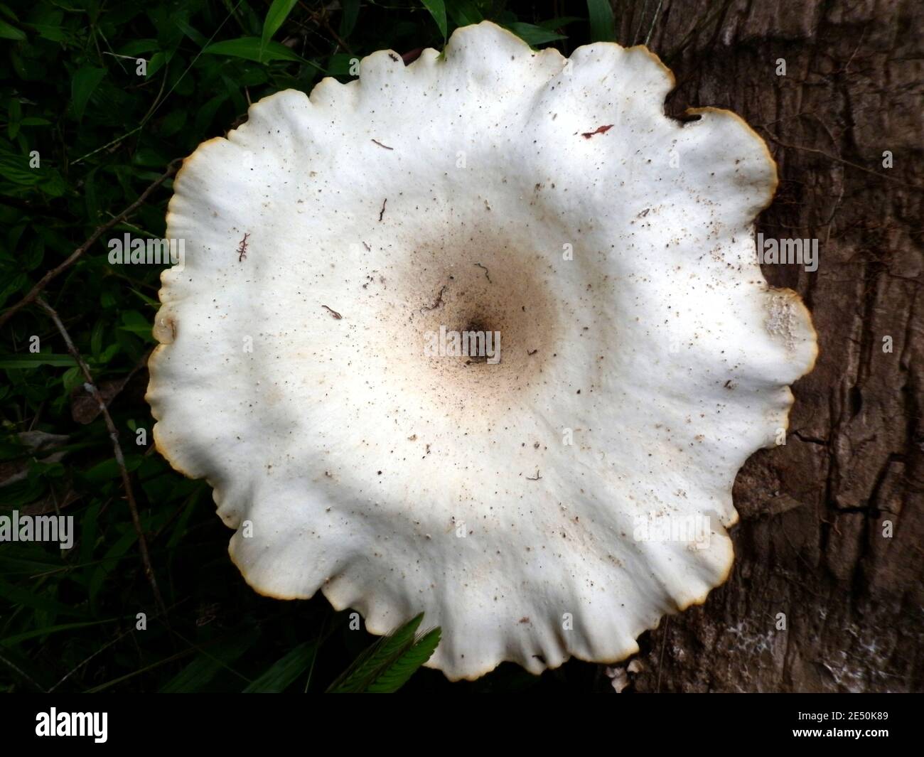 Nahaufnahme eines großen weißen Pilzes auf Baumstamm Stockfoto