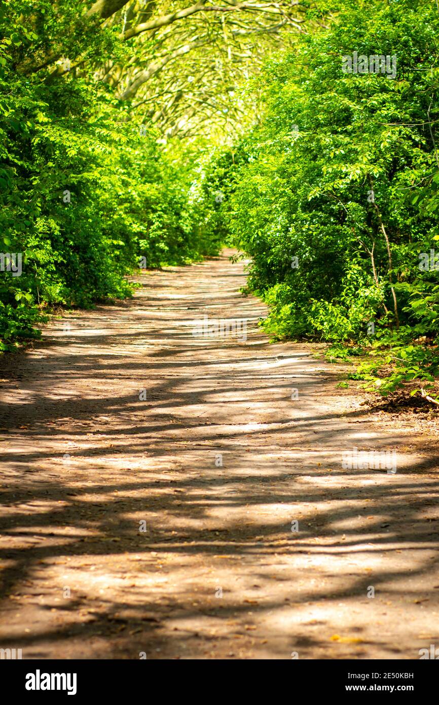 Ein leerer Weg durch den Wald in Hackney, London Stockfoto