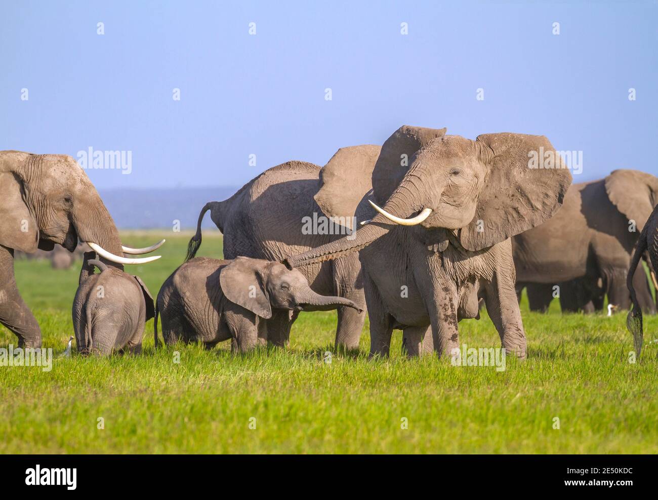 Afrikanischer Elefant ragt aus Rüssel, um Trompete zu klingen (Trompete) und Klappen ihre Ohren, kopiert von niedlichen kleinen Kalb. Amboseli-Nationalpark, Kenia Stockfoto