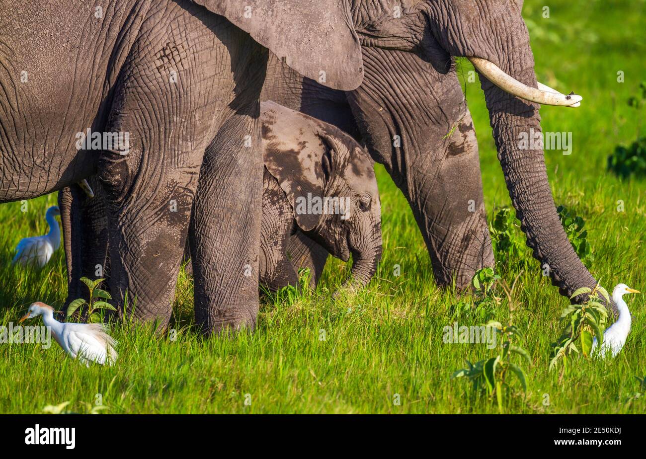 Glucklicher Babyelefant Stockfotos Und Bilder Kaufen Alamy