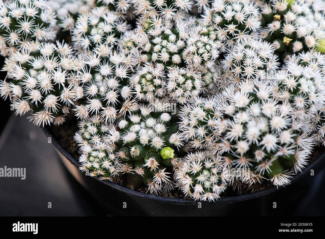 Ein Arizona Snowcap Kaktus mit weißen Stacheln bedeckt Stockfoto