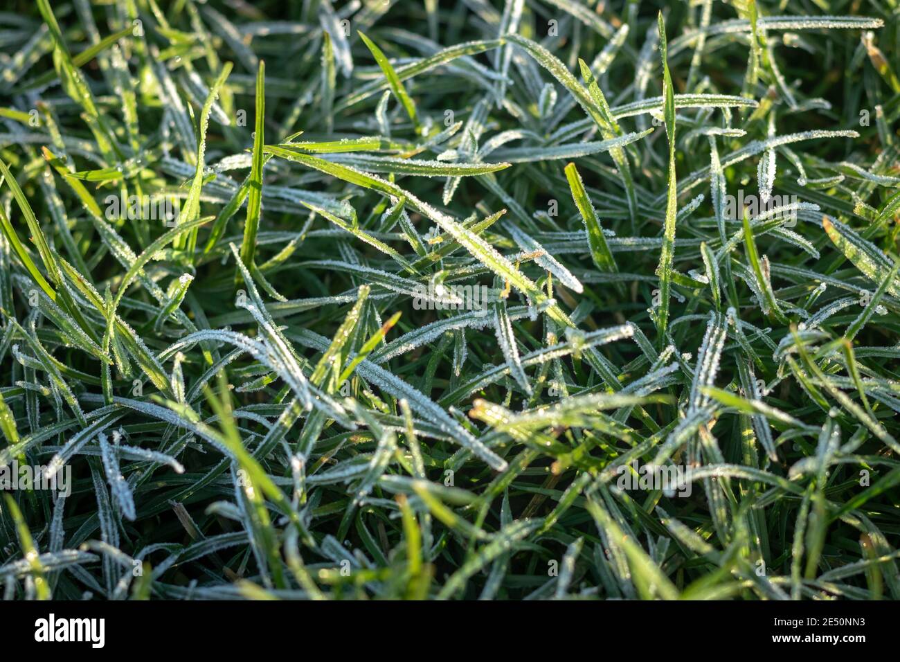 Lange grüne Grashalme bedeckt mit Frost auf einem Kalte Winter Morgen Stockfoto