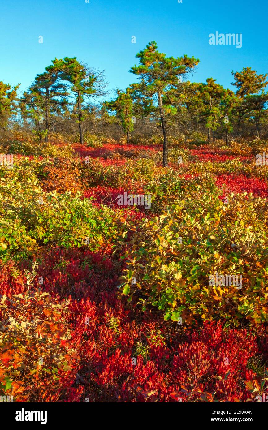 Moosic Mountain in Lackawanna County, Pennsylvania umfasst 15,000 Hektar bewaldeten Appalachian Ridgetop und Heide barrens. Die Heide barrens cont Stockfoto