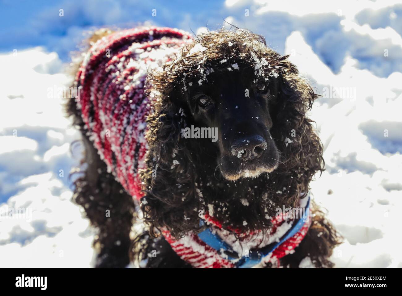 Schwarz Englisch Cocker Spaniel im Schnee mit einem roten Mantel Stockfoto