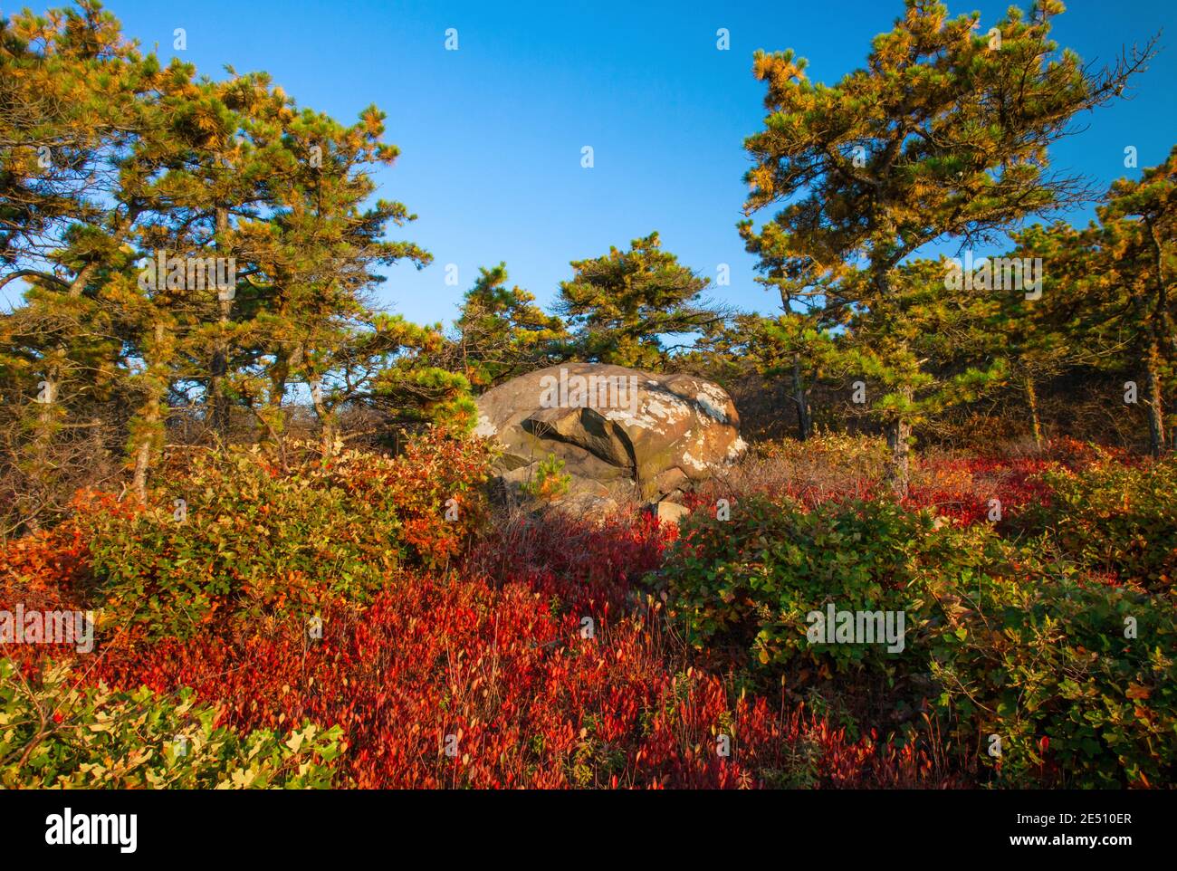 Ein Gletschereratic aus Sandstein auf dem Moosic Mountain. Moosic Mountain in Lackawanna County, Pennsylvania umfasst 15,000 Hektar bewaldeten Appalachian Rid Stockfoto