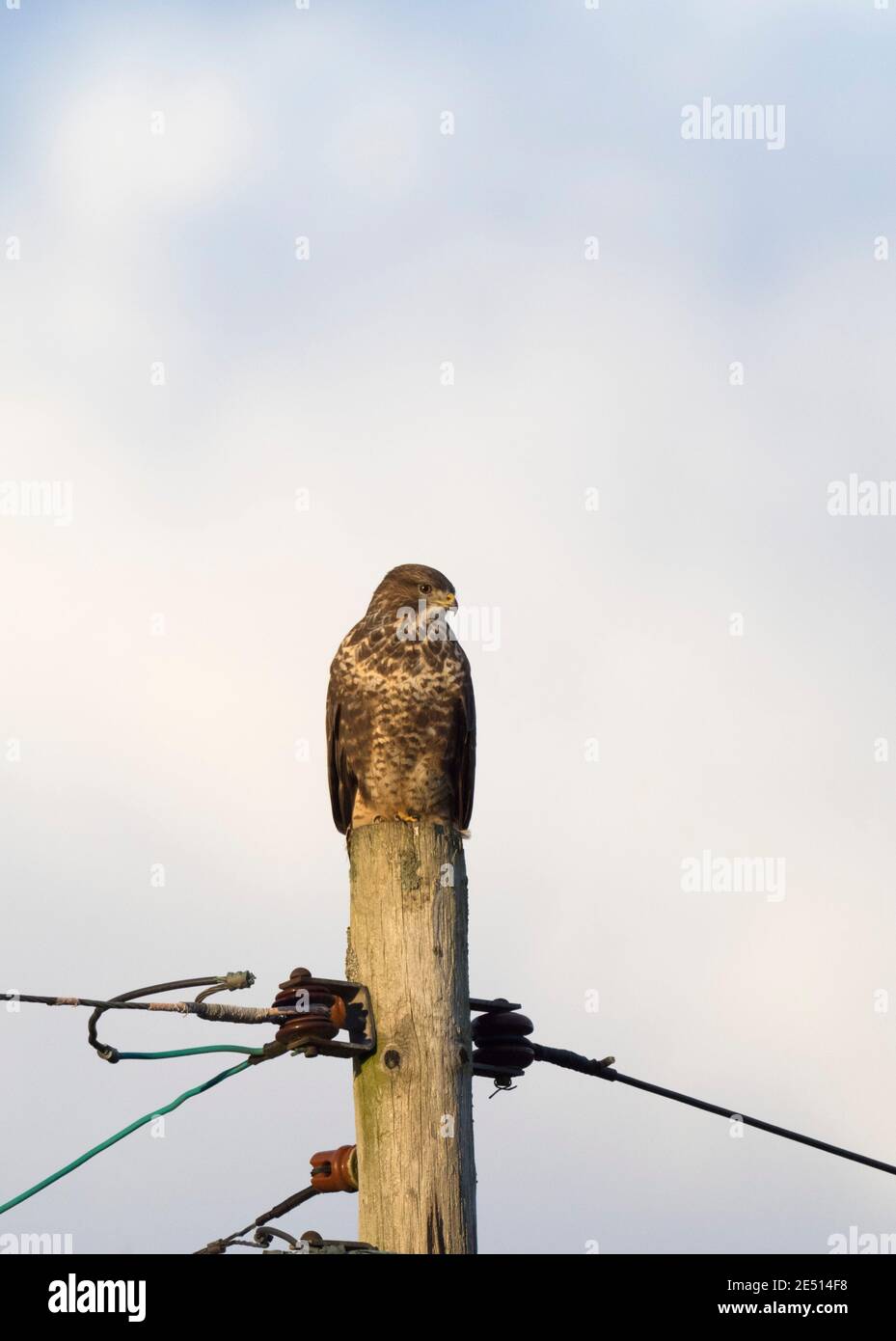 Gemeiner Buzzard, Buteo buteo, alleinerziehender Erwachsener auf Telegrafenmast, Worcestershire, Großbritannien. Stockfoto