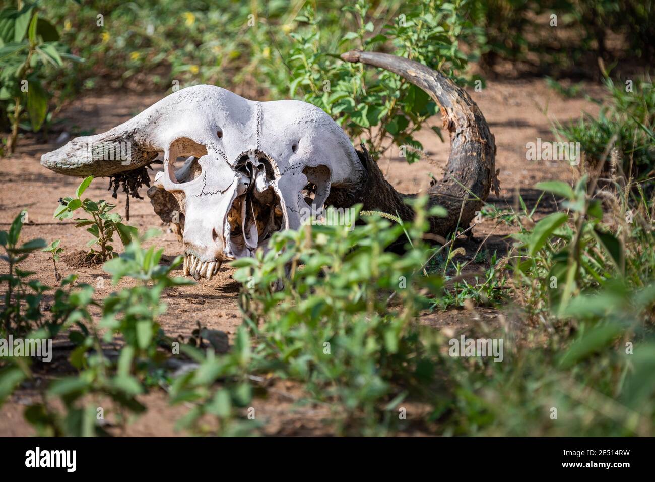 Nahaufnahme des weißen Schädels des Büffels, der auf braunem Schmutz zwischen Grüngras liegt Stockfoto