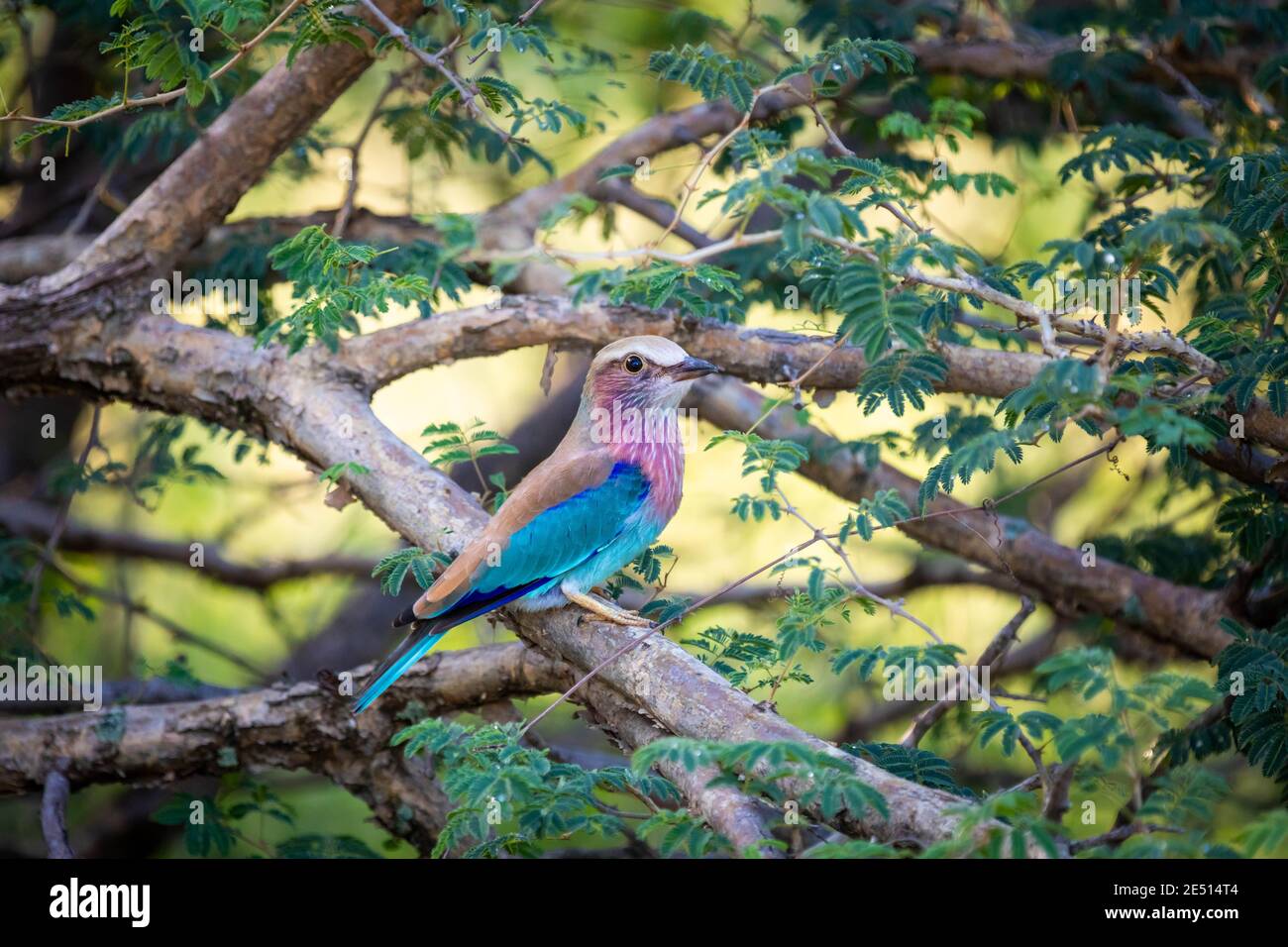 Nahaufnahme eines fliederbreastigen Rollvogels, der auf einem Ast thront und von Vegetation umgeben ist Stockfoto