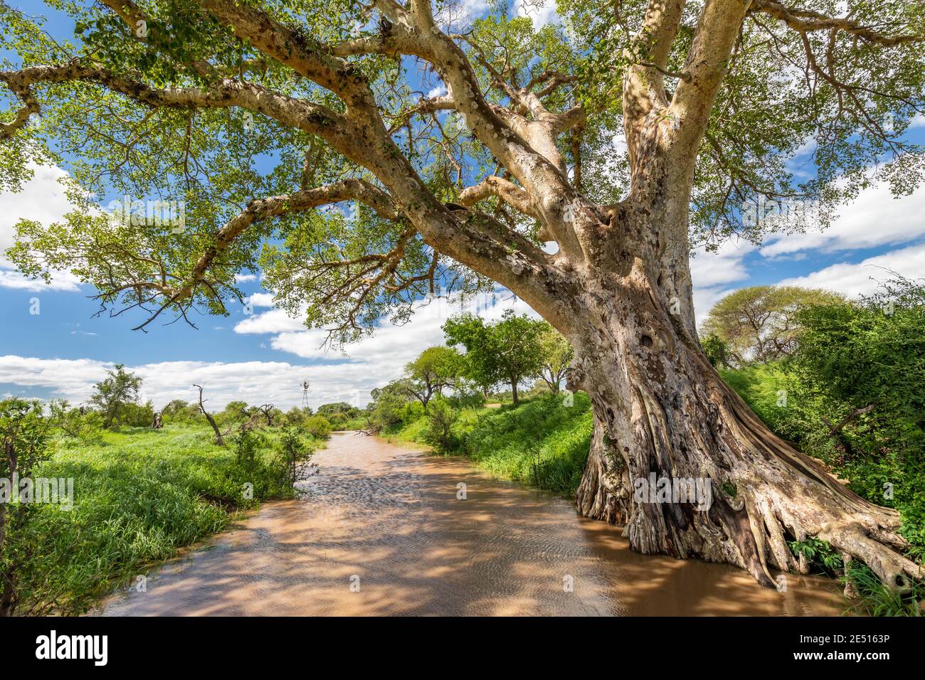 südafrikanische Savanne, mit einem Bach und einem riesigen Baum, der Schatten im Vordergrund wirft Stockfoto