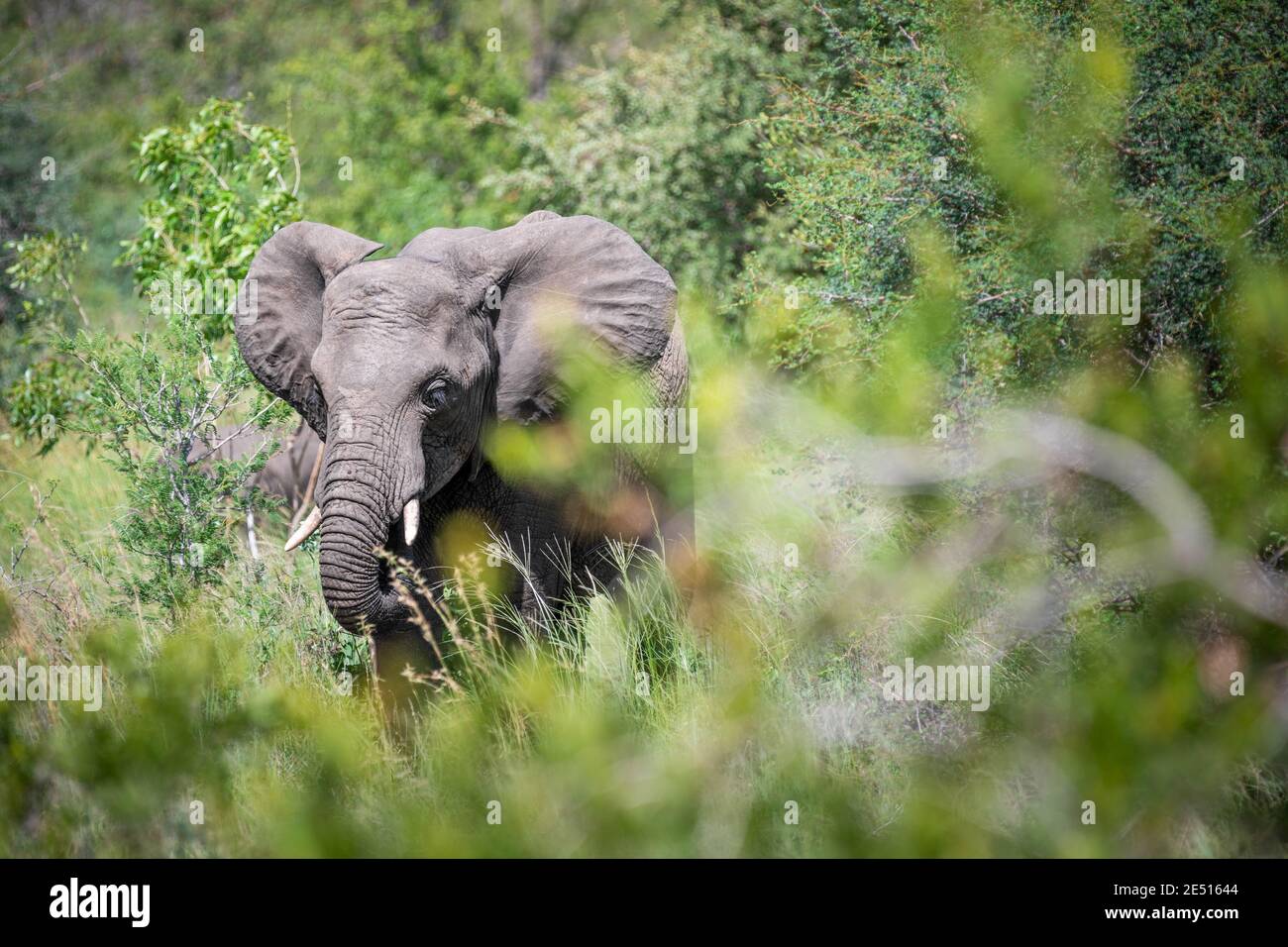 Ein grauer Elefantenmännchen grast zwischen grünen Büschen Stockfoto