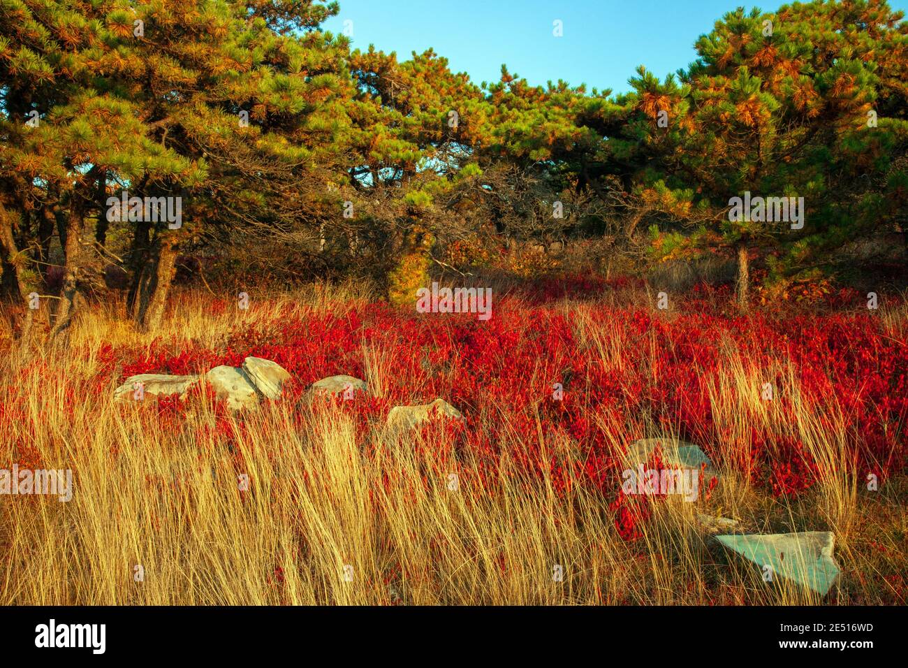 Moosic Mountain in Lackawanna County, Pennsylvania umfasst 15,000 Hektar bewaldeten Appalachian Ridgetop und Heide barrens. Die Heide barrens cont Stockfoto