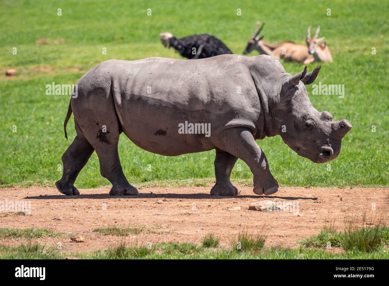 Nahaufnahme eines Nashorns, das in der grast Savanne vor einem grünen Gras Hintergrund mit anderen Wildtieren Stockfoto