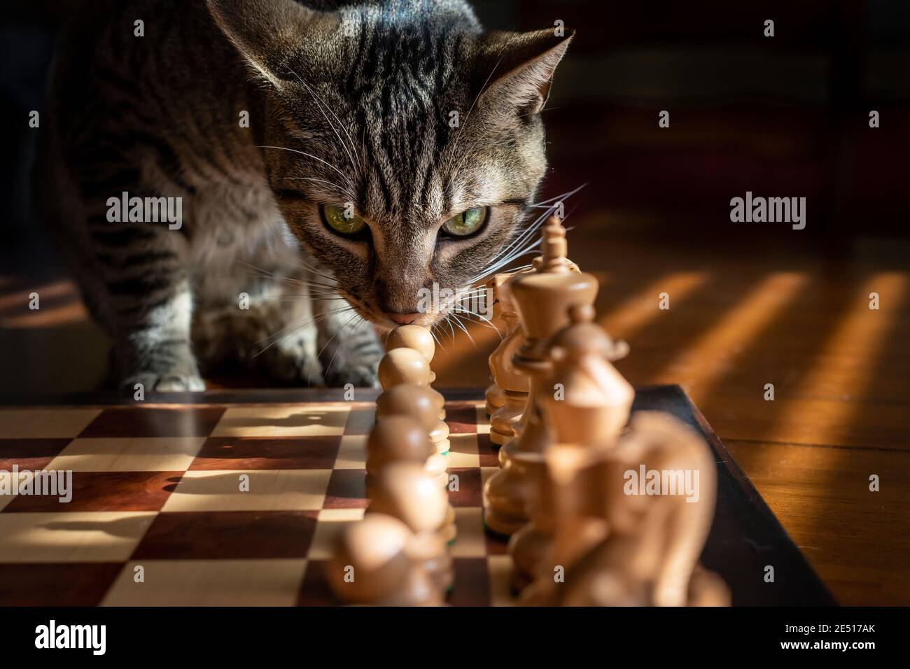 Eine inländische Tabby Katze schnüffelt einen Bauer auf einem Brett In einem Schachspiel Stockfoto